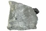 Enrolled Eldredgeops Trilobite Fossil - New York #285642-1